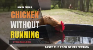 Master the Art of Calmly Catching Chickens Without Chasing