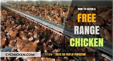Mastering the Art of Catching Free Range Chickens: Tips and Tricks