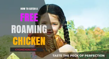 Mastering the Art of Catching Free-Roaming Chickens: Tips and Tricks