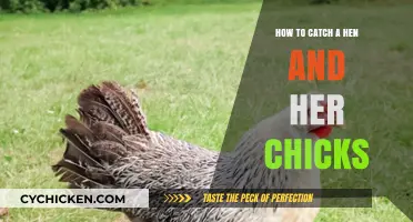 Catching a Hen and Her Chicks: Quick and Easy Steps