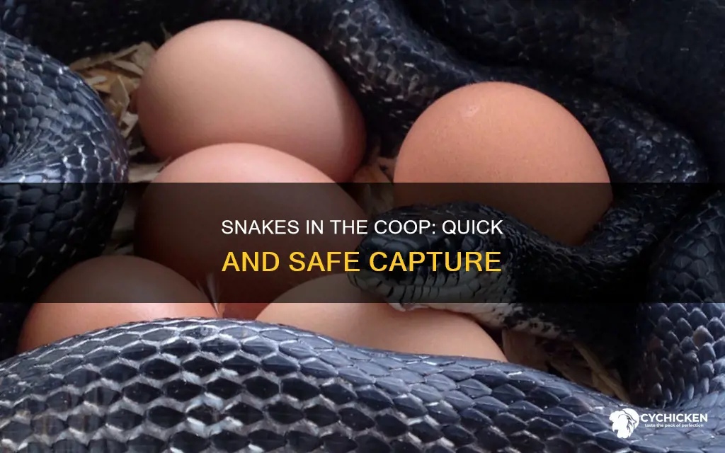 how to catch a snake in a chicken house