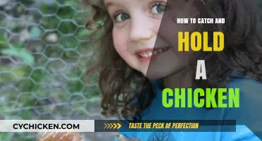 Mastering the Art of Catching and Holding Chickens Safely and Gently