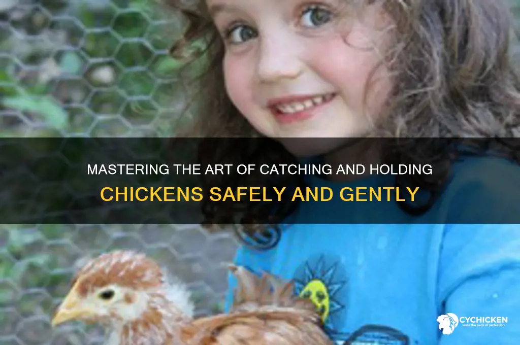 how to catch and hold a chicken