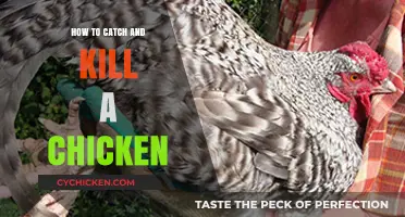 Humane Chicken Processing: Catching and Killing Chickens for Meat