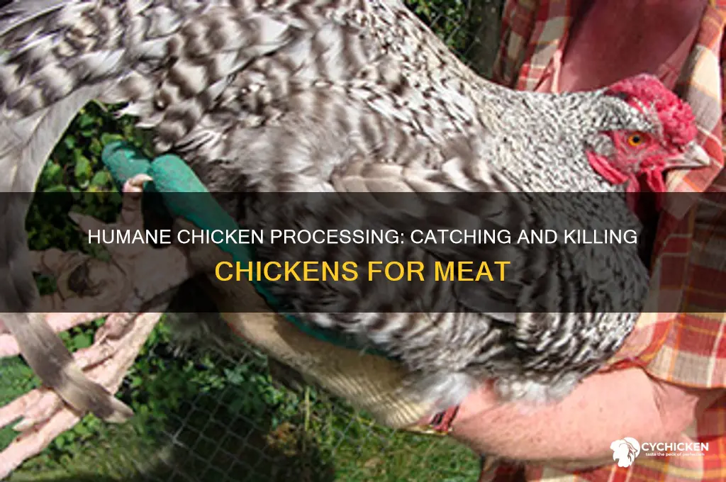 how to catch and kill a chicken