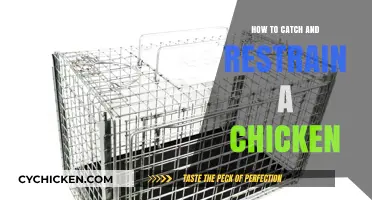 Mastering Chicken Handling: Tips to Catch and Restrain Safely