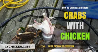 Catching Asian Shore Crabs: Chicken Bait Strategy