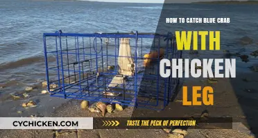 Catching Blue Crab with Chicken Legs: A Beginner's Guide