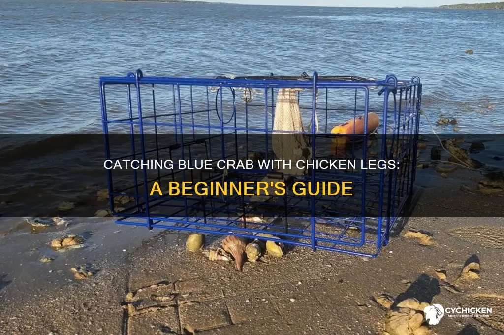 how to catch blue crab with chicken leg