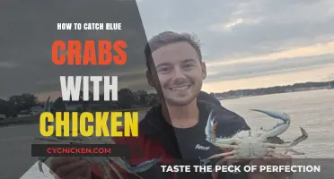 Catching Blue Crabs with Chicken: A Simple and Effective Guide