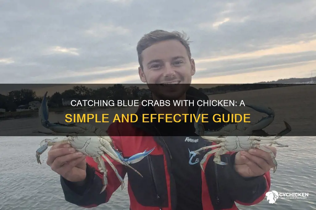 how to catch blue crabs with chicken