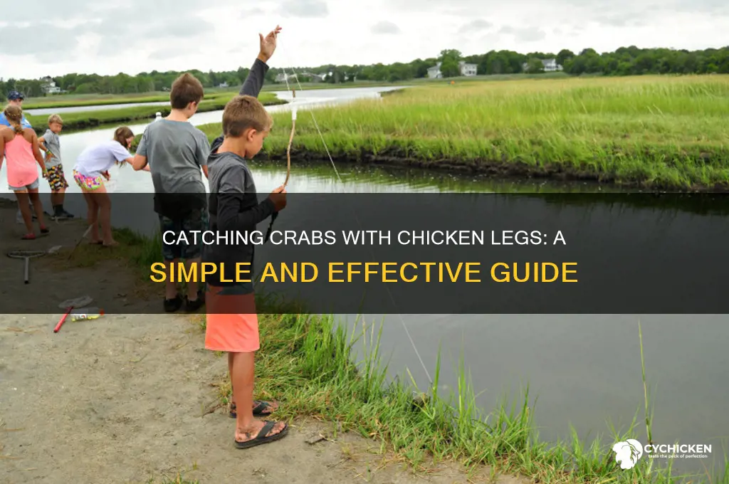 how to catch crabs with chicken legs