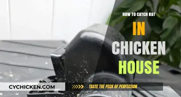 Effective Rat Trapping Tips for Your Chicken Coop: A Guide