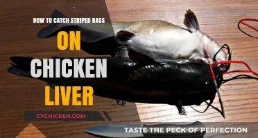 Chicken Liver: The Secret Weapon for Striped Bass