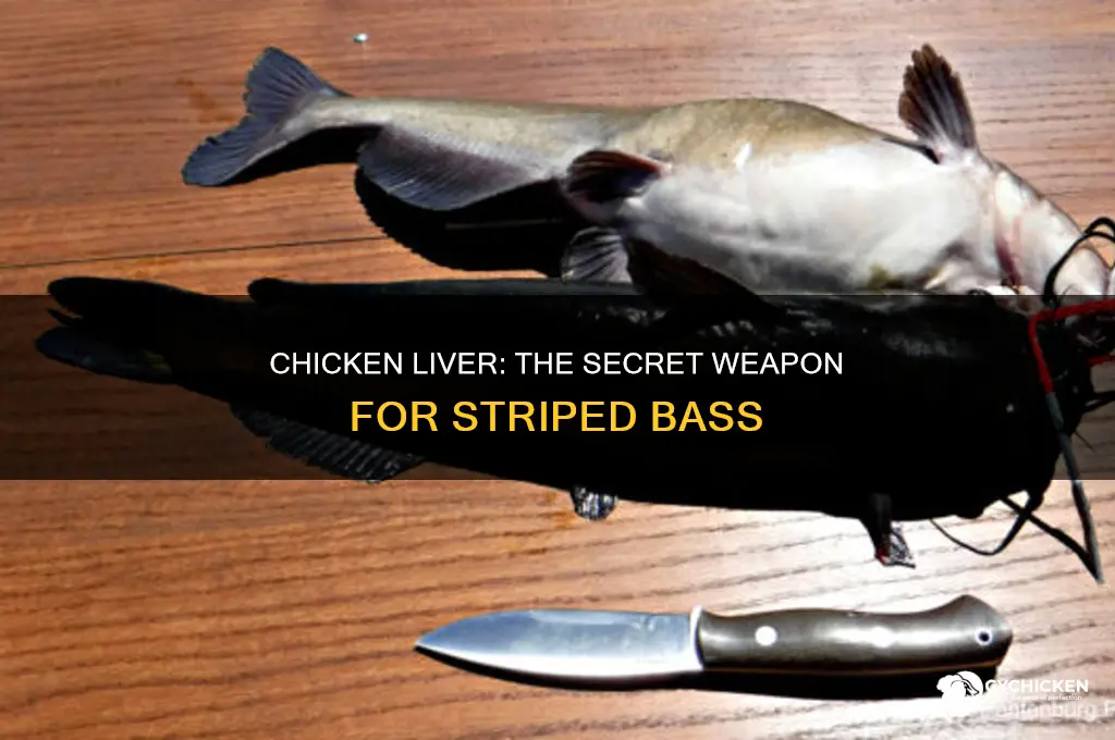 how to catch striped bass on chicken liver