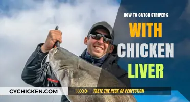 Mastering Striper Fishing: Effective Chicken Liver Techniques for Big Catches