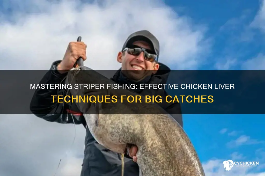 how to catch stripers with chicken liver