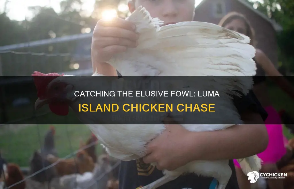 how to catch the flying chicken in luma island