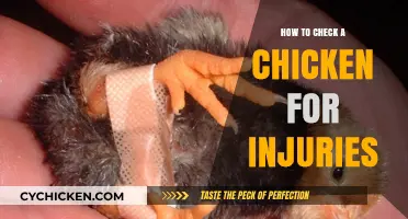 Inspecting Your Flock: A Guide to Checking Chickens for Injuries