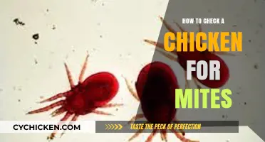Effective Ways to Inspect Your Chickens for Mites and Treat Them