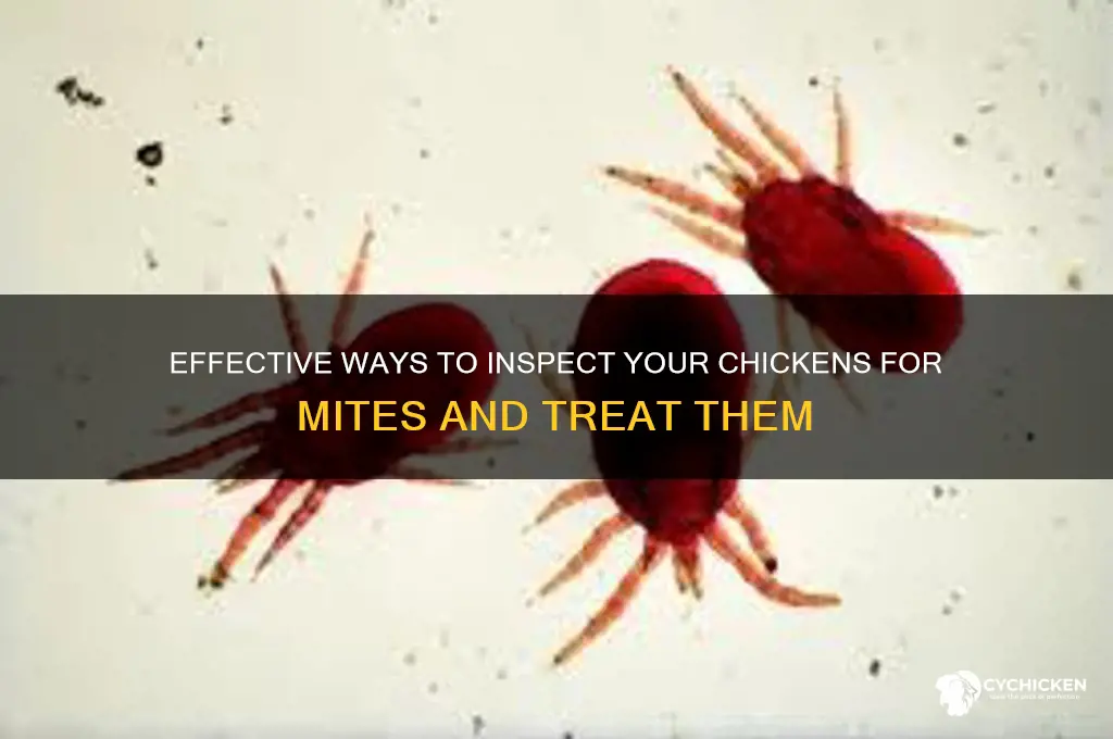 how to check a chicken for mites
