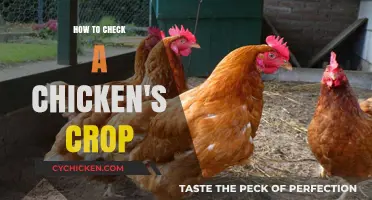 Checking Your Chicken's Crop: A Simple Guide for Healthy Birds