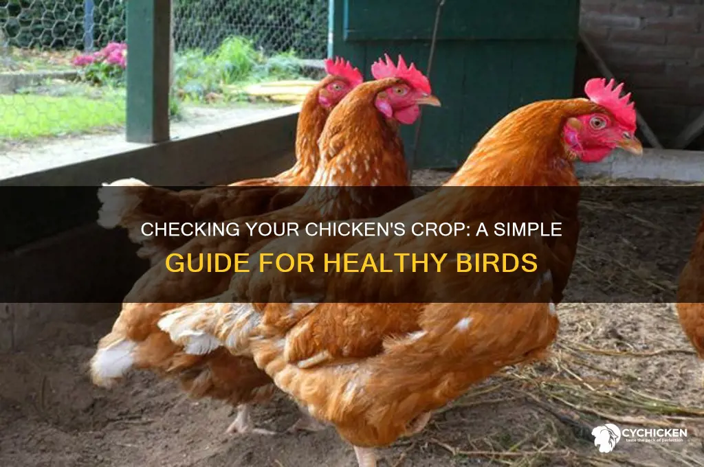 how to check a chicken