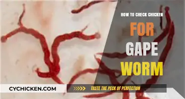 Identifying and Treating Gapeworm in Chickens: A Comprehensive Guide