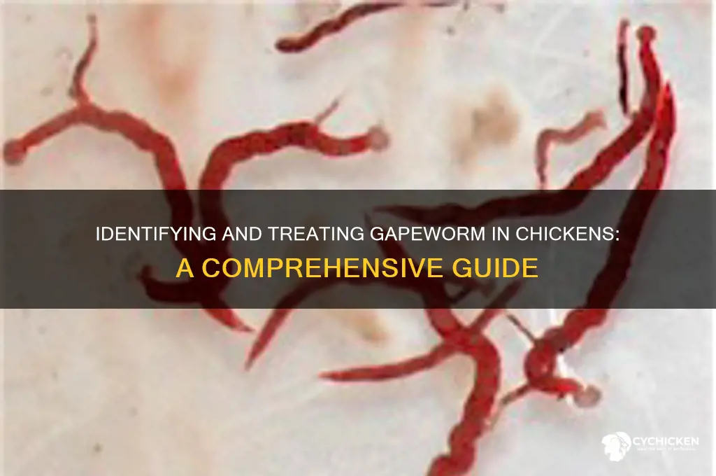 how to check chicken for gape worm
