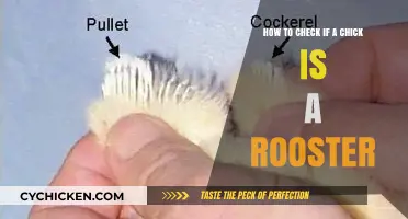 Identifying Rooster Chicks: What to Look For