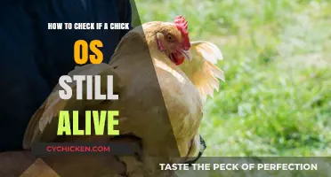 Checking a Chick's Vital Signs: A Quick Guide