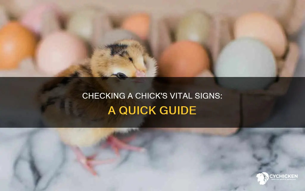 how to check if a chick os still alive