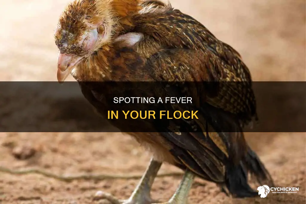 how to check if a chicken has a fever