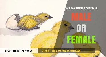 Identifying Chickens: Male or Female?