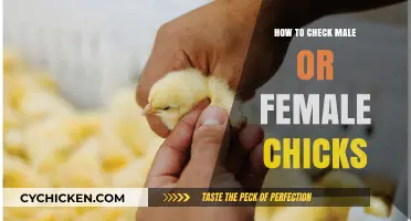 Identifying Chick Gender: Simple Methods to Determine Male or Female Chicks