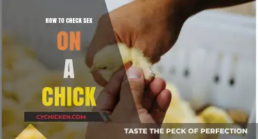 Identifying Chick Gender: Simple Methods to Determine Sex Early On
