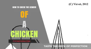 Identifying Chicken Gender: Quick and Easy Tricks