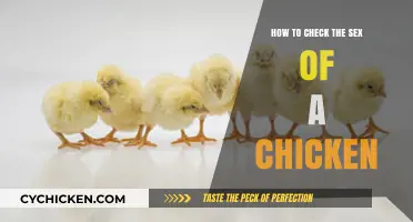 Identifying Chicken Gender: Simple Methods to Determine Your Flock's Sex