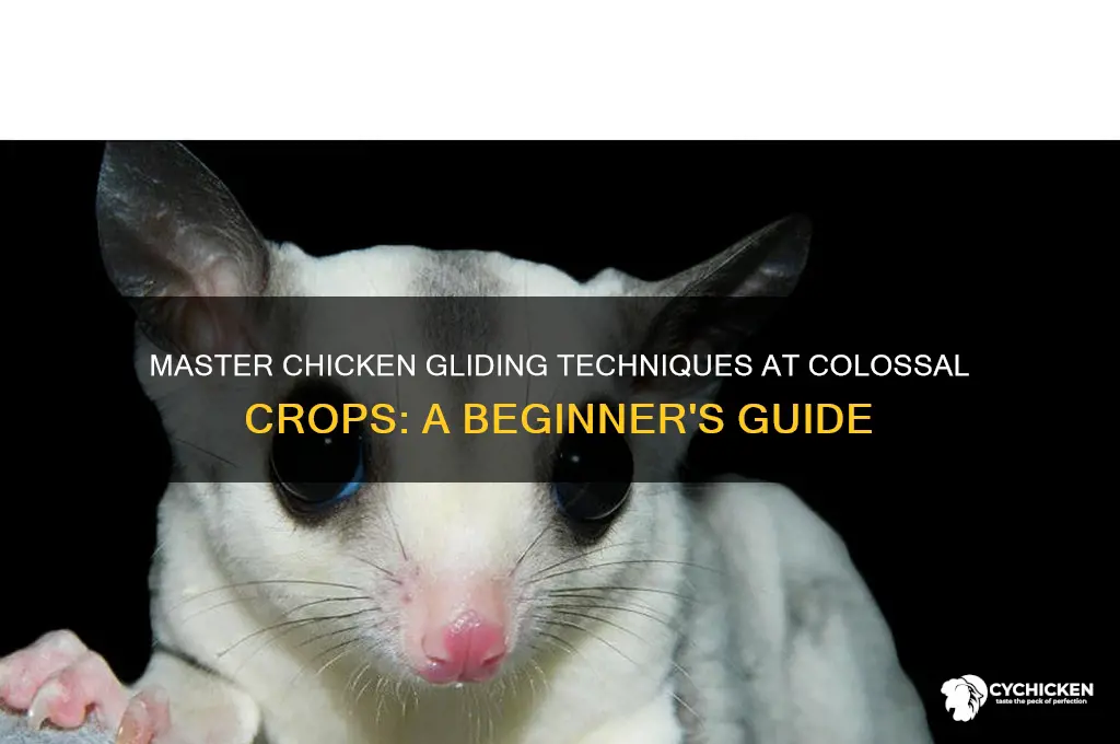 how to chicken glide at colossal crops