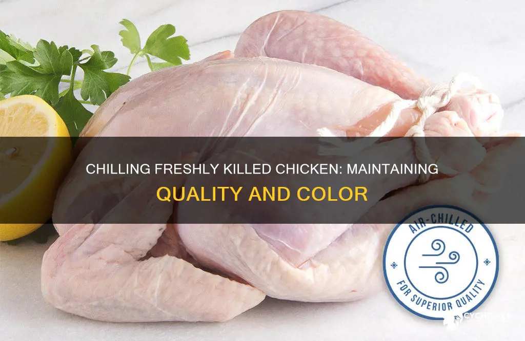 how to chill fresh kill chicken and maintain fresh color