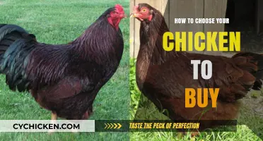 Selecting the Perfect Chicken: A Buyer's Guide to Quality Poultry