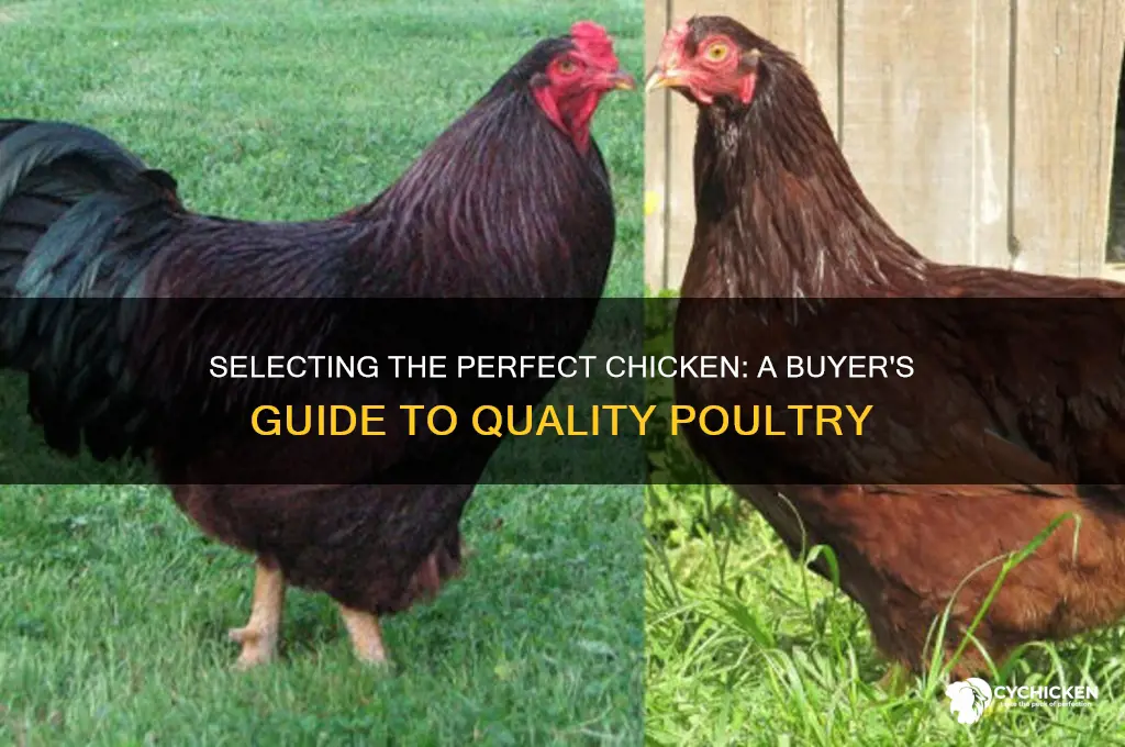 how to choose your chicken to buy
