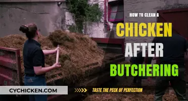 Mastering Post-Butchering Chicken Cleaning: A Step-by-Step Guide
