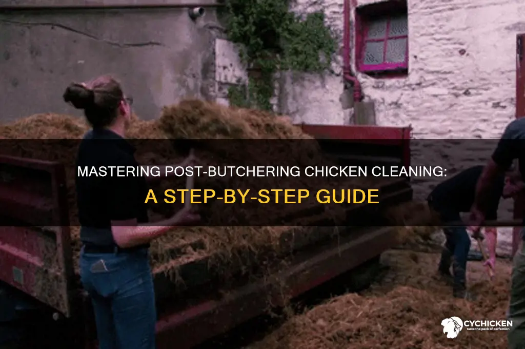 how to clean a chicken after butchering