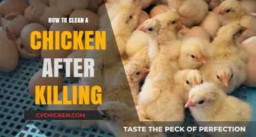 Step-by-Step Guide to Cleaning a Chicken After Butchering