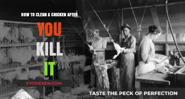 The Ultimate Guide to Cleaning a Chicken Post-Slaughter