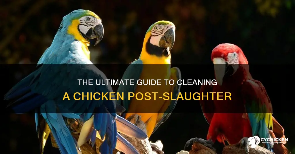how to clean a chicken after you kill it