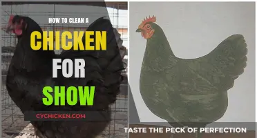 Mastering Show Chicken Cleaning: A Step-by-Step Guide for Perfection