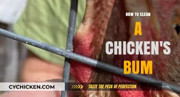 Effective Tips for Cleaning Your Chicken's Vent: A Simple Guide
