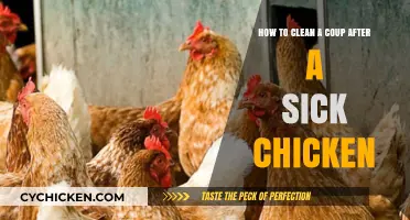 Cleaning Your Chicken Coop: Post-Sick Chicken Care